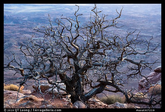 Dead juniper on canyon rim, Needles Overlook. Bears Ears National Monument, Utah, USA (color)