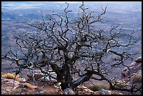 Dead juniper on canyon rim, Needles Overlook. Bears Ears National Monument, Utah, USA ( color)