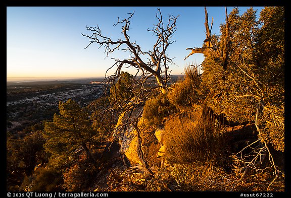 Cedar Mesa from Salvation Knoll, sunrise. Bears Ears National Monument, Utah, USA