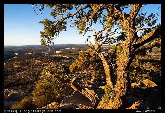 Juniper tree and Cedar Mesa from Salvation Knoll. Bears Ears National Monument, Utah, USA