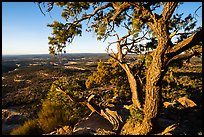 Juniper tree and Cedar Mesa from Salvation Knoll. Bears Ears National Monument, Utah, USA ( color)
