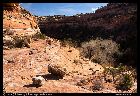 Road Canyon. Bears Ears National Monument, Utah, USA (color)