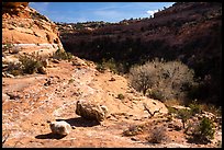 Road Canyon. Bears Ears National Monument, Utah, USA ( color)