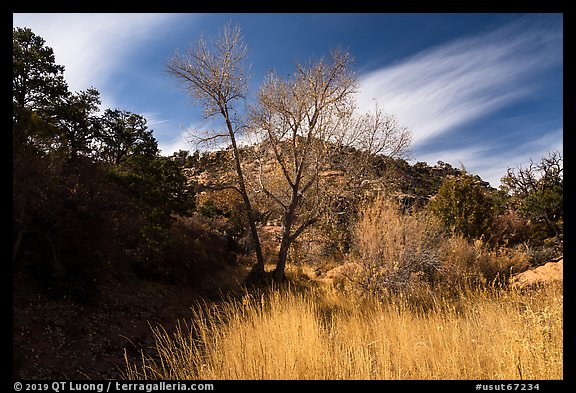 Grasses and trees in Road Canyon, late fall. Bears Ears National Monument, Utah, USA (color)