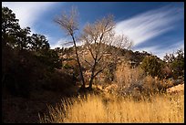 Grasses and trees in Road Canyon, late fall. Bears Ears National Monument, Utah, USA ( color)