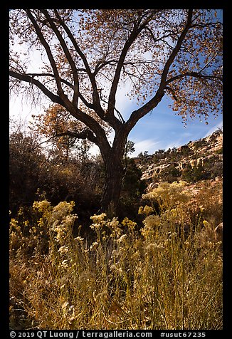 Blooms and cottonwood in late fall, Road Canyon. Bears Ears National Monument, Utah, USA (color)