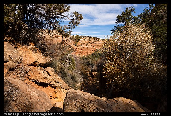 Road Canyon in late autumn. Bears Ears National Monument, Utah, USA (color)