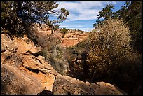 Road Canyon in late autumn. Bears Ears National Monument, Utah, USA ( color)