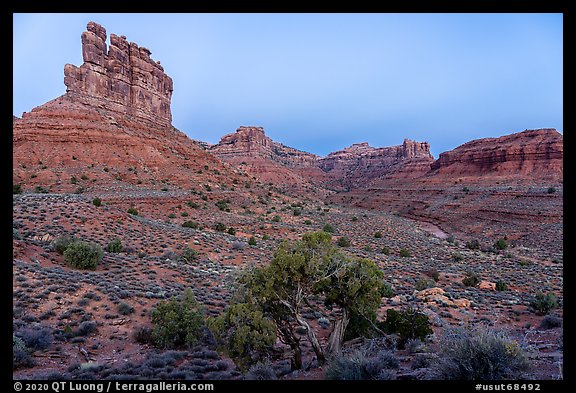 Juniper, mesas and buttes at dawn, Valley of the Gods. Bears Ears National Monument, Utah, USA (color)