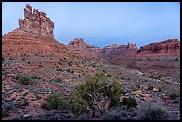 Juniper, mesas and buttes at dawn, Valley of the Gods. Bears Ears National Monument, Utah, USA ( color)