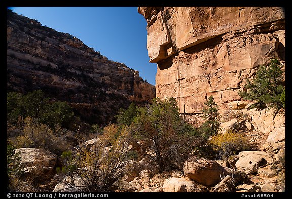 Canyon walls, Bullet Canyon. Bears Ears National Monument, Utah, USA (color)