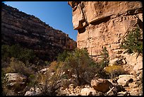 Canyon walls, Bullet Canyon. Bears Ears National Monument, Utah, USA ( color)