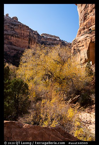 Tree with autumn foliage and cliffs, Bullet Canyon. Bears Ears National Monument, Utah, USA (color)