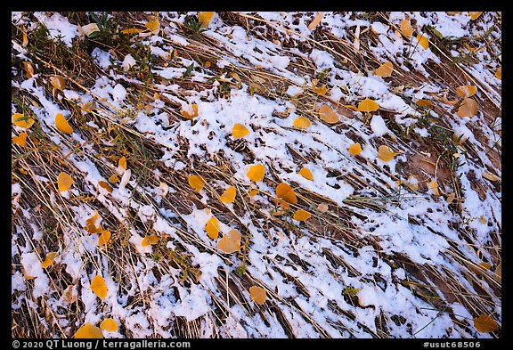 Close up of grasses flattened by flash flood, snow, and fallen leaves. Bears Ears National Monument, Utah, USA (color)