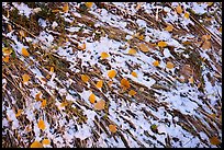 Close up of grasses flattened by flash flood, snow, and fallen leaves. Bears Ears National Monument, Utah, USA ( color)