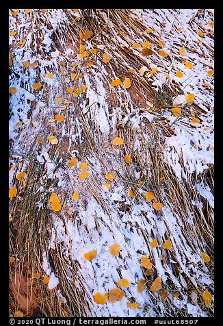 Close up of grasses, snow, and fallen leaves. Bears Ears National Monument, Utah, USA (color)