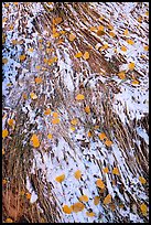 Close up of grasses, snow, and fallen leaves. Bears Ears National Monument, Utah, USA ( color)