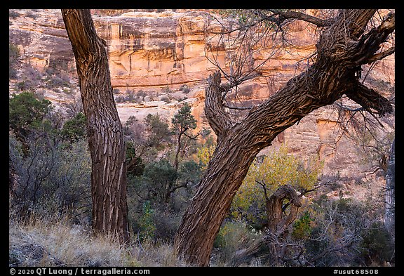 Cottonwood trunks and cliffs, Bullet Canyon. Bears Ears National Monument, Utah, USA (color)