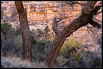 Cottonwood trunks and cliffs, Bullet Canyon. Bears Ears National Monument, Utah, USA ( color)
