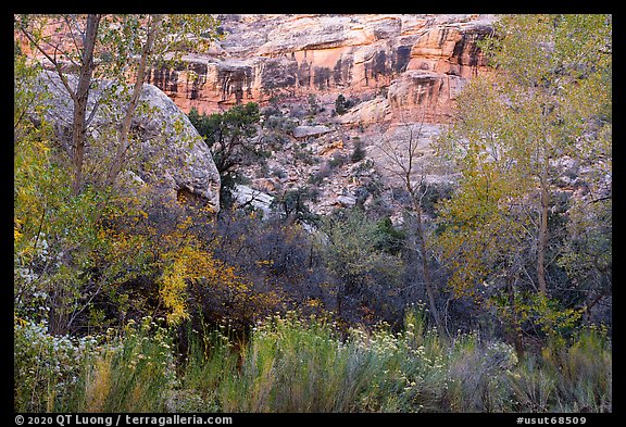 Blooms, autumn colors, and cliffs, Bullet Canyon. Bears Ears National Monument, Utah, USA (color)