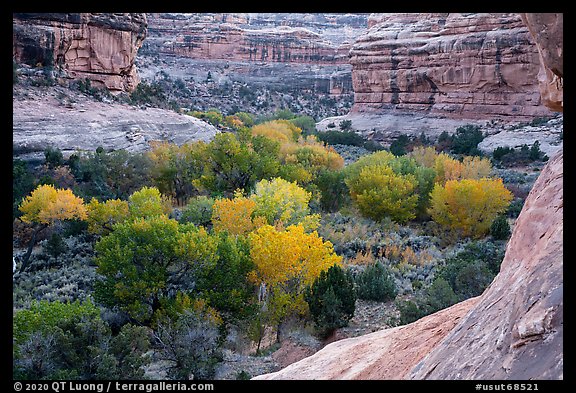 Cottonwoods in autumn color in Bullet Canyon. Bears Ears National Monument, Utah, USA (color)