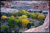 Cottonwoods in autumn color in Bullet Canyon. Bears Ears National Monument, Utah, USA ( color)