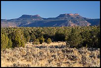 Sage, junipers, and Bears Ears Buttes. Bears Ears National Monument, Utah, USA ( color)