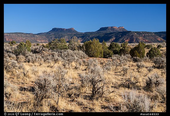 Bears Ears Buttes rising above Cedar Mesa. Bears Ears National Monument, Utah, USA (color)