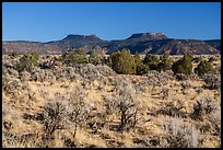 Bears Ears Buttes rising above Cedar Mesa. Bears Ears National Monument, Utah, USA ( color)
