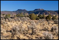 Bears Ears Buttes rising above Cedar Mesa. Bears Ears National Monument, Utah, USA ( color)