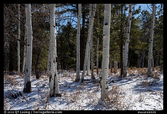 Aspen and snow, Elk Ridge. Bears Ears National Monument, Utah, USA (color)