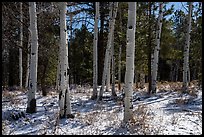 Aspen and snow, Elk Ridge. Bears Ears National Monument, Utah, USA ( color)