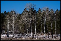 Bare aspen and pine trees, Elk Ridge. Bears Ears National Monument, Utah, USA ( color)