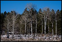 Bare aspen and pine trees, Elk Ridge. Bears Ears National Monument, Utah, USA ( color)