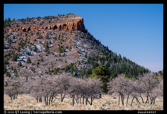 Bare trees below West Bears Ears Butte. Bears Ears National Monument, Utah, USA (color)