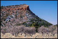 Bare trees below West Bears Ears Butte. Bears Ears National Monument, Utah, USA ( color)