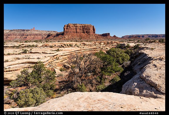 Trees in canyon and butte, Soldiers Crossing. Bears Ears National Monument, Utah, USA (color)