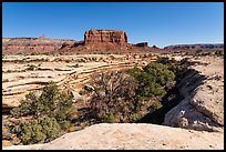 Trees in canyon and butte, Soldiers Crossing. Bears Ears National Monument, Utah, USA ( color)