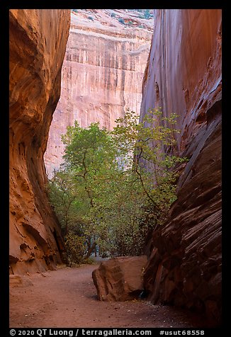 Trees in slot canyon, Long Canyon. Grand Staircase Escalante National Monument, Utah, USA (color)