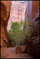 Trees in slot canyon, Long Canyon. Grand Staircase Escalante National Monument, Utah, USA ( color)