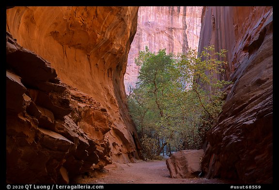 Sheer side canyon with trees, Long Canyon. Grand Staircase Escalante National Monument, Utah, USA (color)