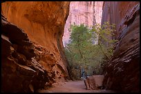 Sheer side canyon with trees, Long Canyon. Grand Staircase Escalante National Monument, Utah, USA ( color)