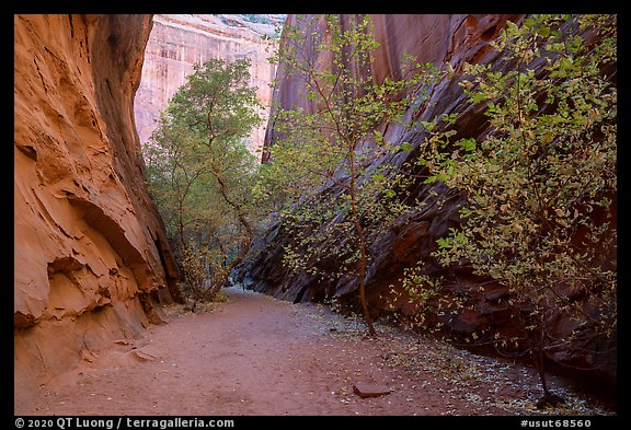 Trees in slot canyon, Long Canyon. Grand Staircase Escalante National Monument, Utah, USA