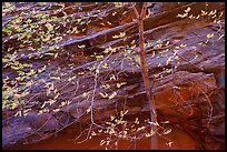 Close-up of tree in autumn foliage and rock wall, Long Canyon. Grand Staircase Escalante National Monument, Utah, USA ( color)