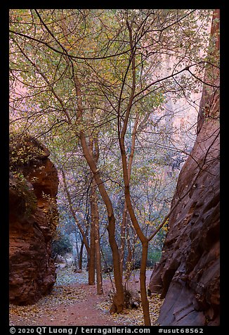 Trees in side canyon, Long Canyon. Grand Staircase Escalante National Monument, Utah, USA (color)