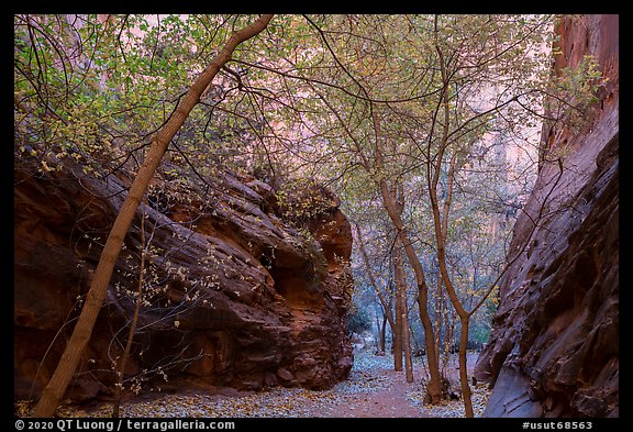 Trees in narrow side canyon of Long Canyon. Grand Staircase Escalante National Monument, Utah, USA