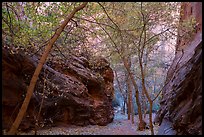 Trees in narrow side canyon of Long Canyon. Grand Staircase Escalante National Monument, Utah, USA ( color)