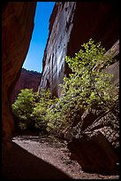 Side canyon of Long Canyon sunlit with trees. Grand Staircase Escalante National Monument, Utah, USA ( color)