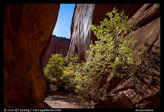 Narrow side canyon of Long Canyon sunlit with trees. Grand Staircase Escalante National Monument, Utah, USA (color)