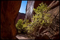 Narrow side canyon of Long Canyon sunlit with trees. Grand Staircase Escalante National Monument, Utah, USA ( color)